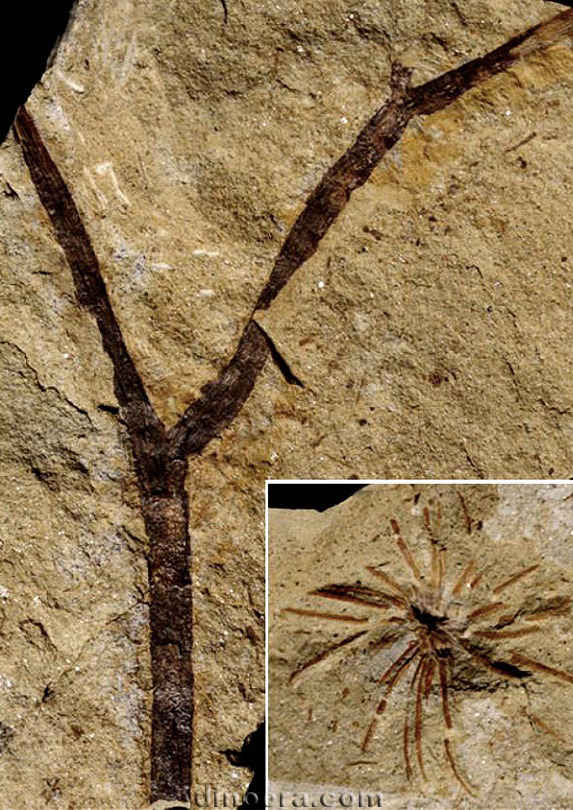 Changxingia longifolia 05 cc