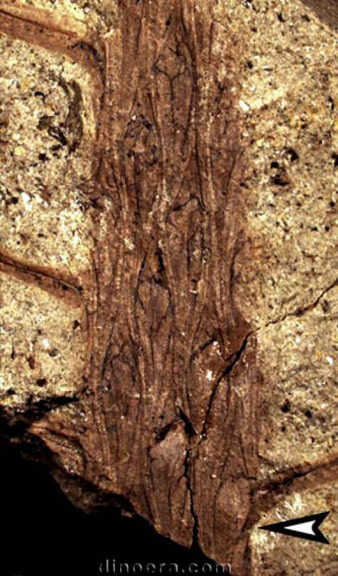 Changxingia longifolia 06 cc