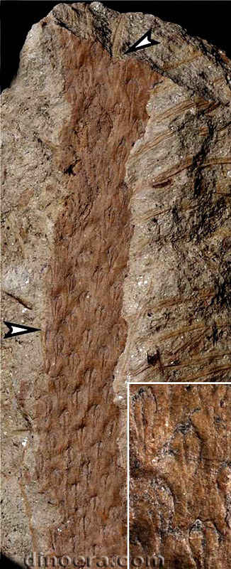 Changxingia longifolia 09 cc