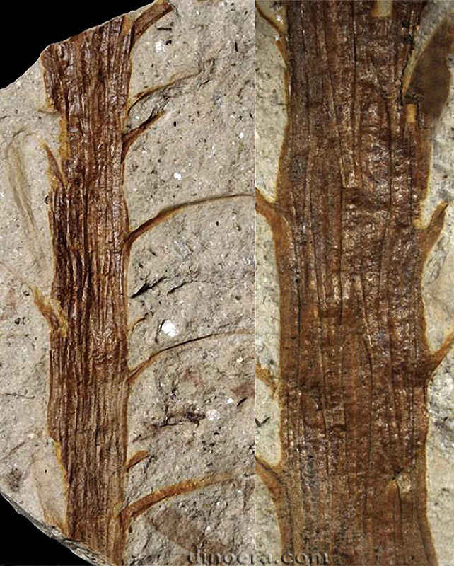 Changxingia longifolia 10 cc