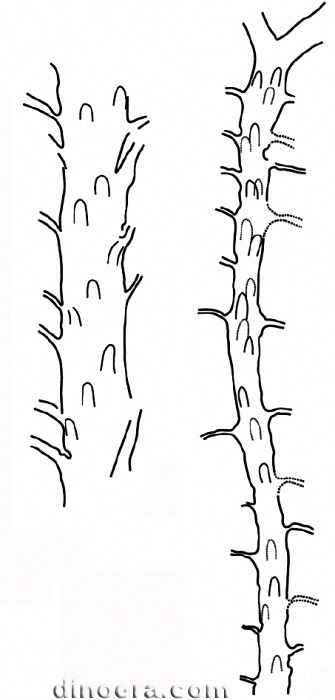 Changxingia longifolia 15 cc