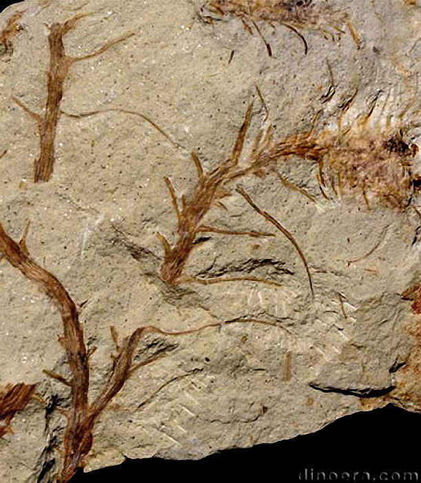 Changxingia longifolia 19 cc