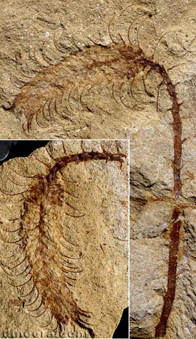 Changxingia longifolia 20 cc