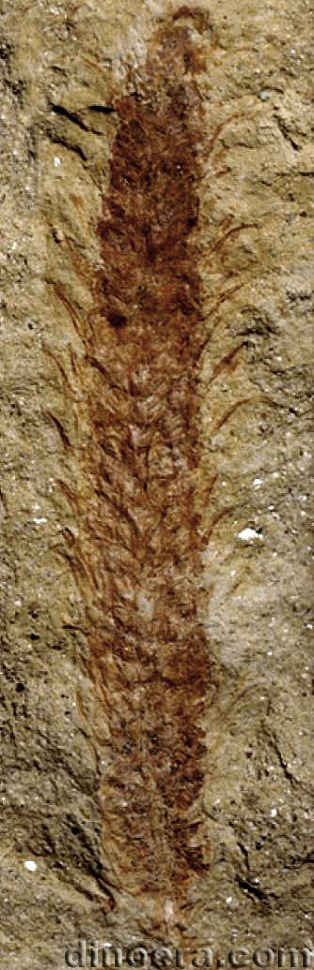 Changxingia longifolia 23 cc