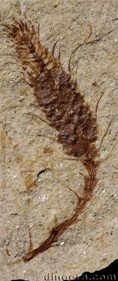 Changxingia longifolia 24 cc