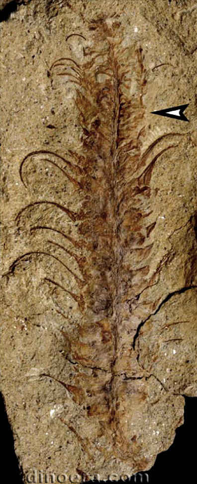 Changxingia longifolia 25 cc