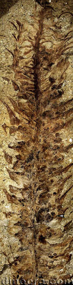 Changxingia longifolia 26 cc