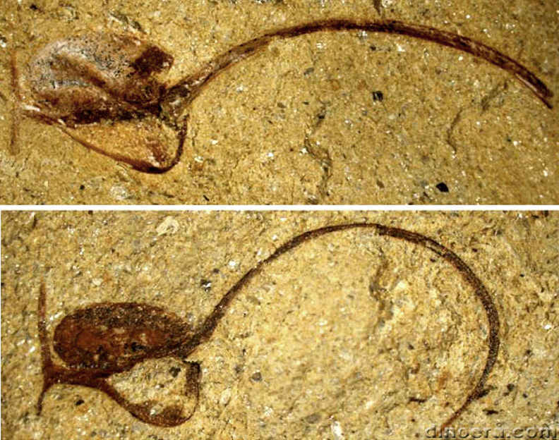 Changxingia longifolia 38-39 cc