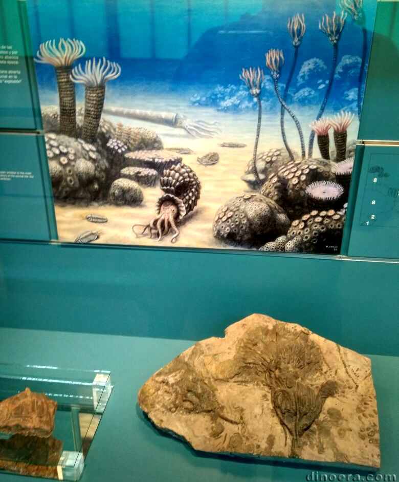 Crinoidea
