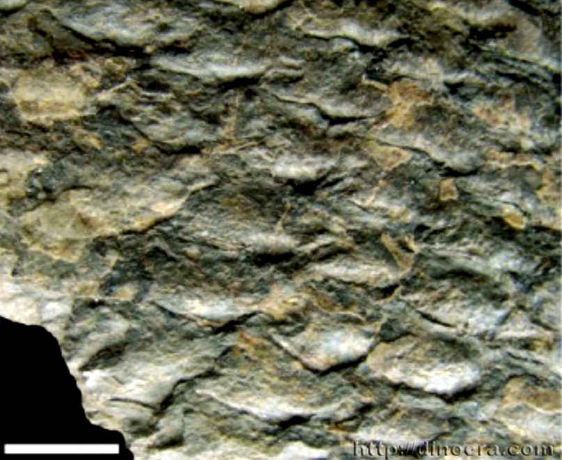 Cyclodendron golondrinensis 03 cc