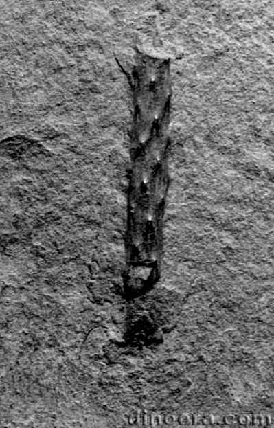 Cyclostigma hercynium 01 cc
