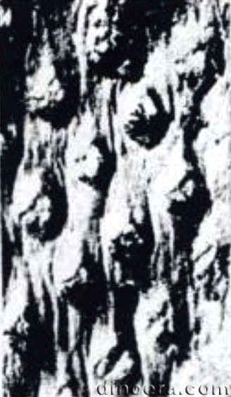 Cyclostigma pacifica 01 cc