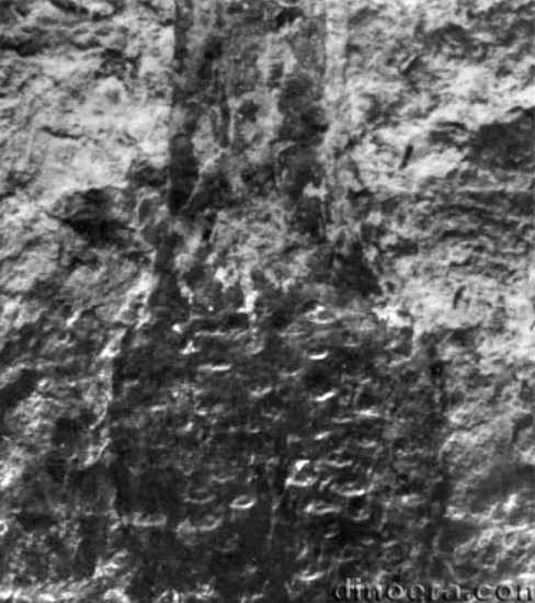 Cylostrobus sydneyensis 04 cc