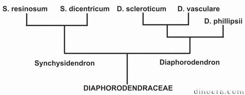 Diaphorodendraceae 01 phylogeny