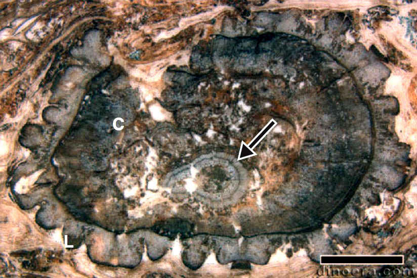 Diaphorodendron 01 cc