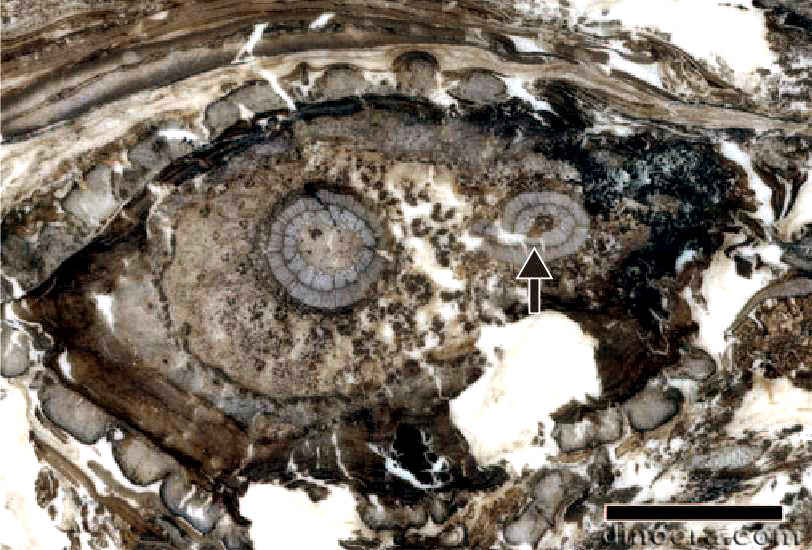 Diaphorodendron 02 cc