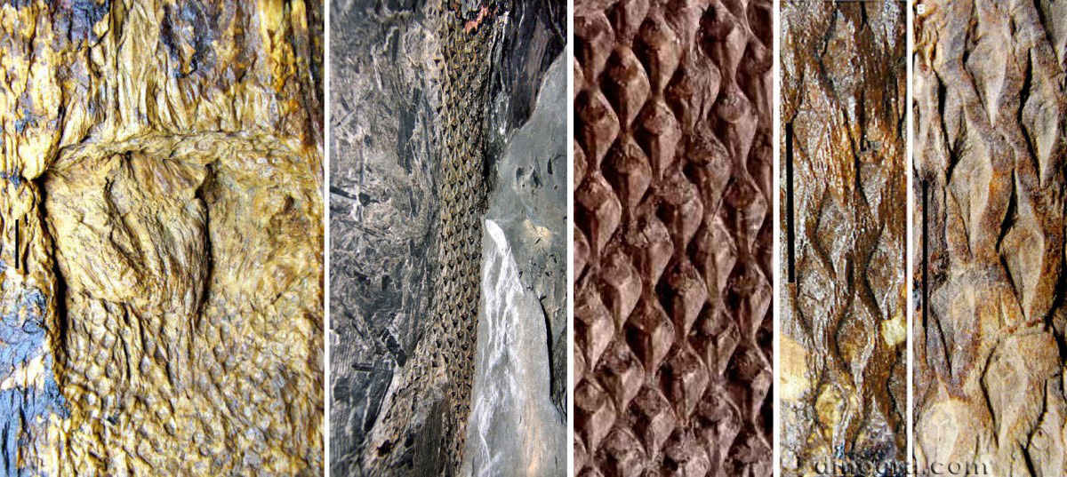 Diaphorodendron 03-04-05-07-08 cc