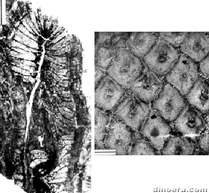 Diaphorodendron rhombicum 01-02 cc