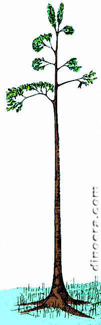 Diaphorodendron scleroticum 01 cc