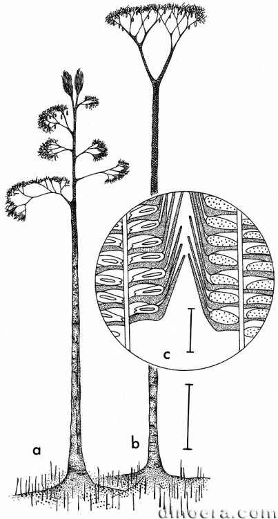 Diaphorodendron Synchysidendron 02 cc