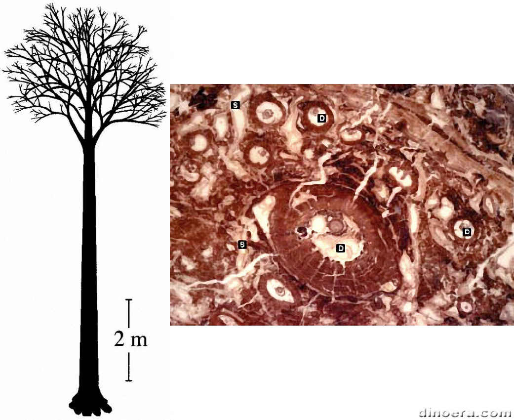 Diaphorodendron vasculare 01-02 cc