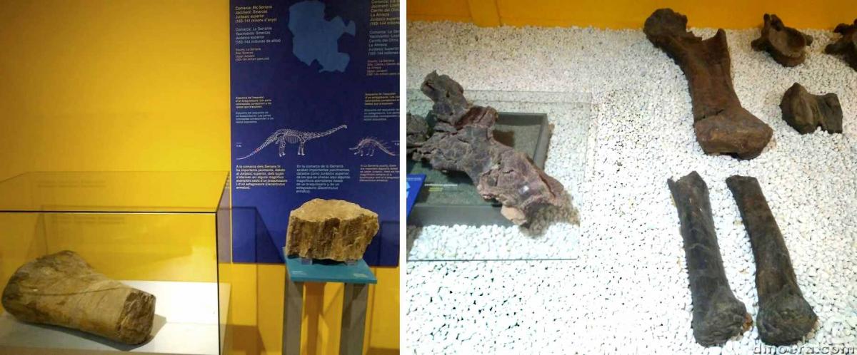 dinosaur bones