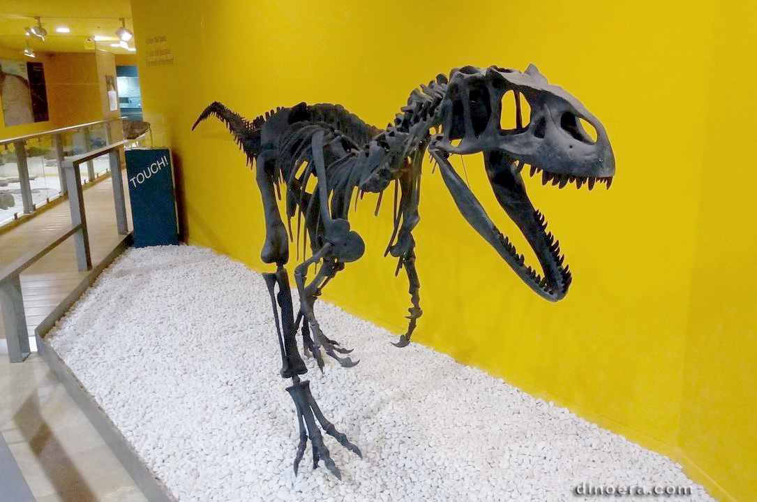 Allosaurus fragilis