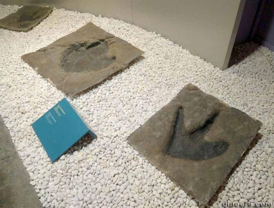 dinosaur tracks