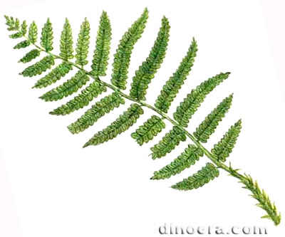 Dvojakoperistyi 01 cc