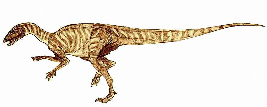 Eocursor parvus 05 by_Kahless28 cc