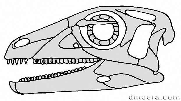 Eocursor parvus 10 cc