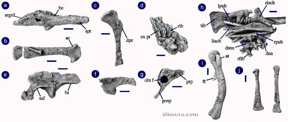 Eocursor parvus bones 1 cc