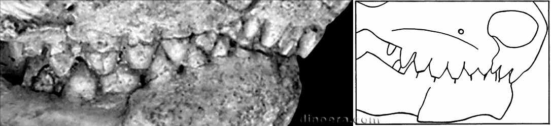 Eumetabolodon bathycephalus Eumetabolodon bathycephalus