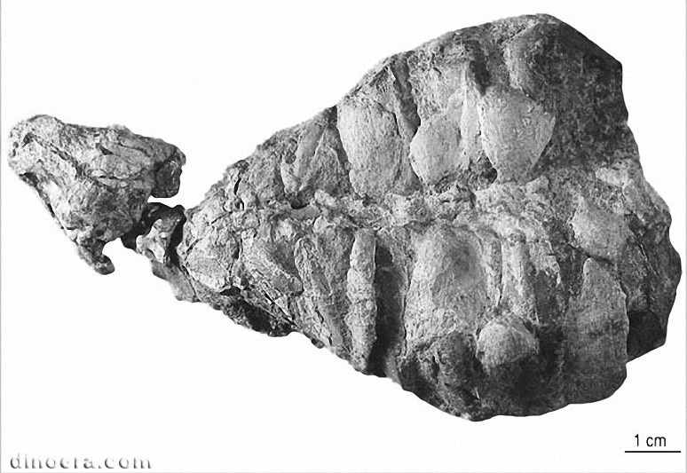 Eunotosaurus africanus 05a cc