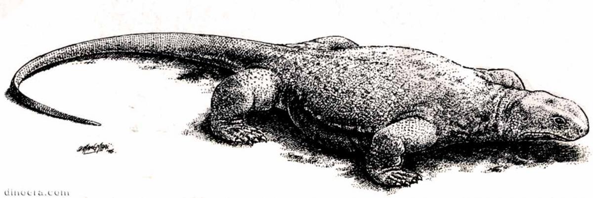 Eunotosaurus africanus 09 by Gerhard Marx cc