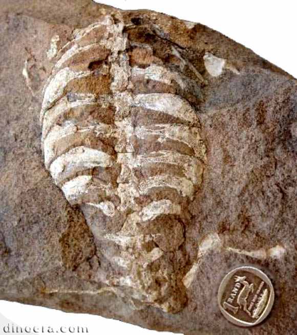 Eunotosaurus africanus 35 cc