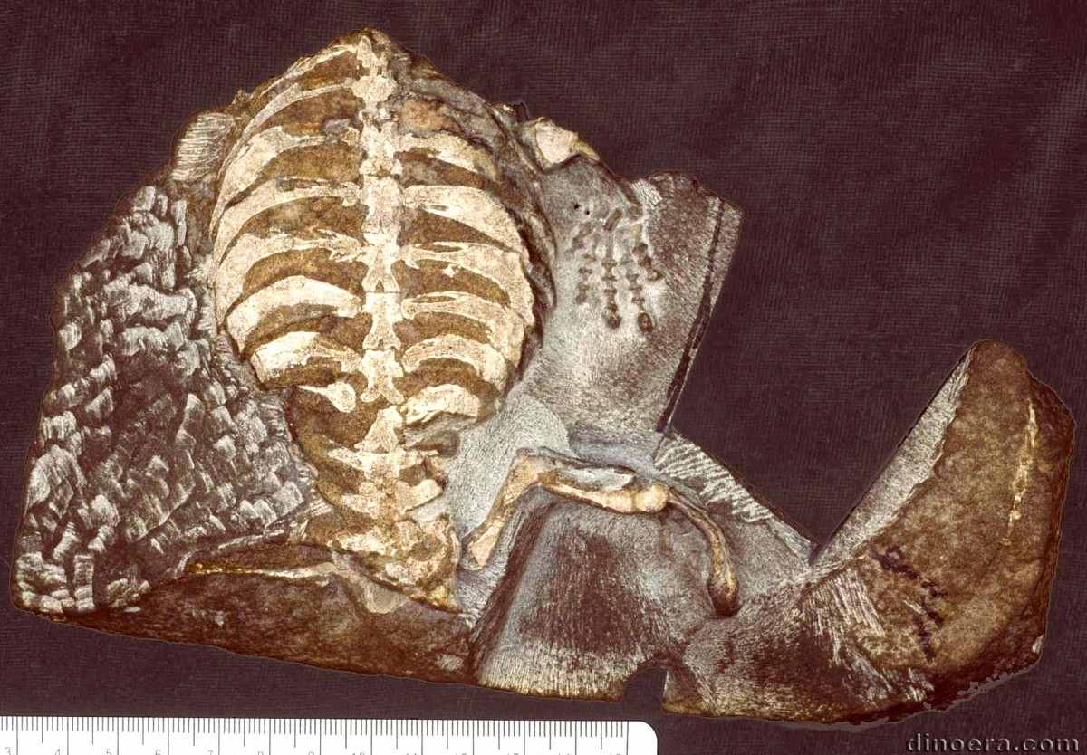 Eunotosaurus africanus 37 cc