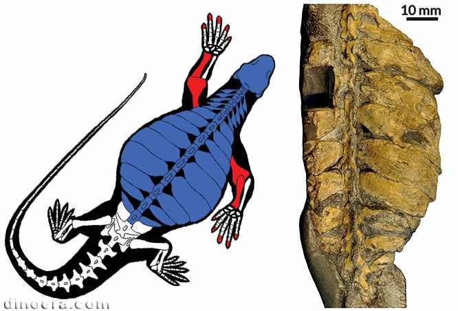 Eunotosaurus africanus 39 cc