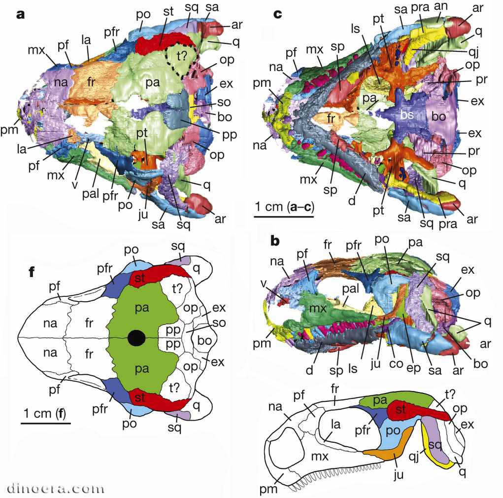 Eunotosaurus africanus 43 cc