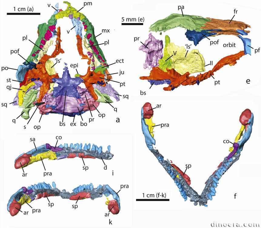 Eunotosaurus africanus 49 cc