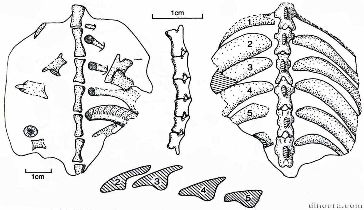 Eunotosaurus africanus 82 cc