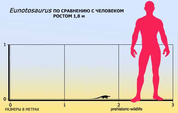 Eunotosaurus africanus 88 cc