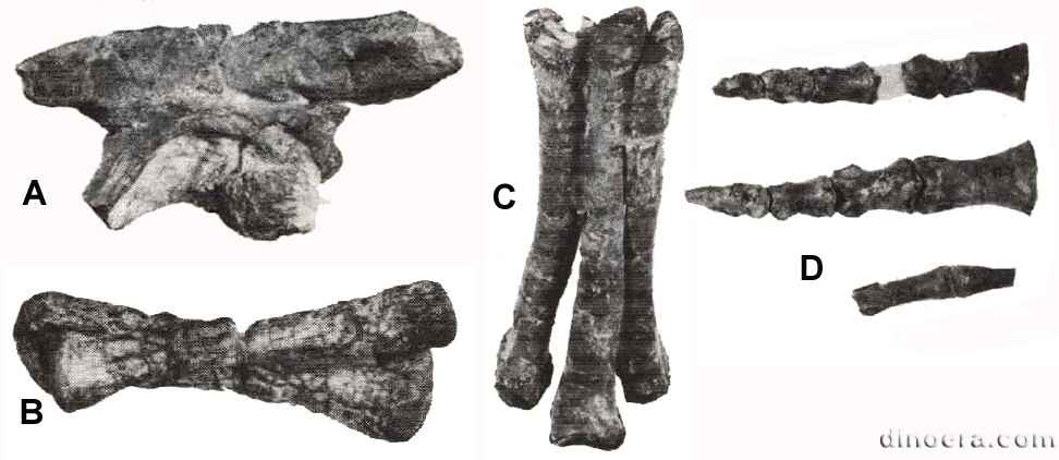 Fabrosaurid 01-02-03-04 cc