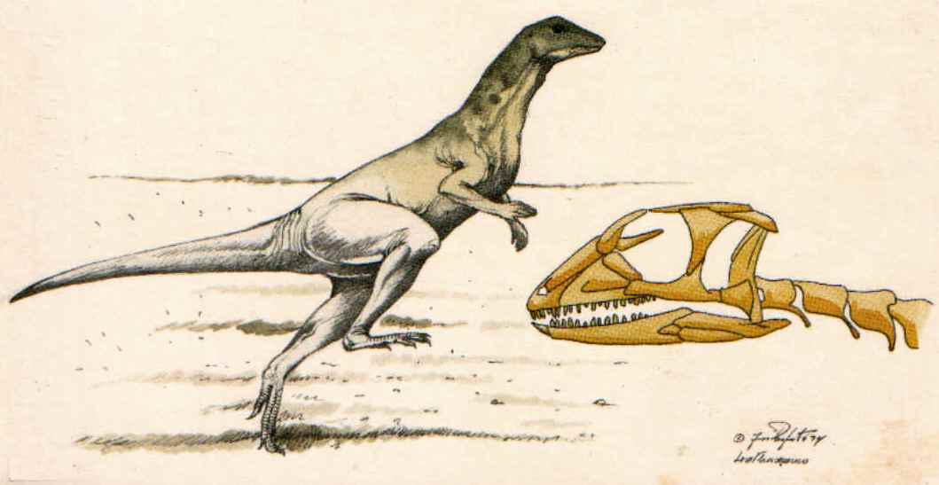 Fabrosaurid 07 Fabrosaurus 06 cc