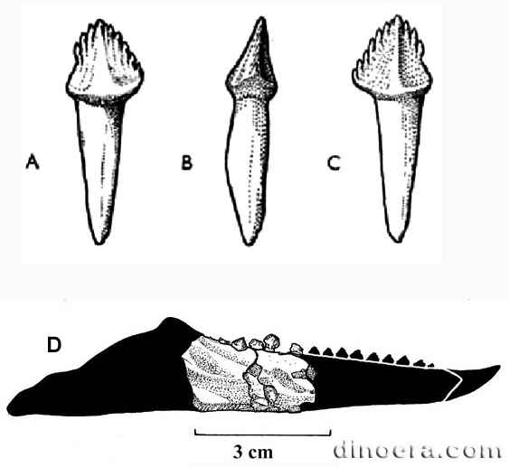 Fabrosaurus 64-65 cc