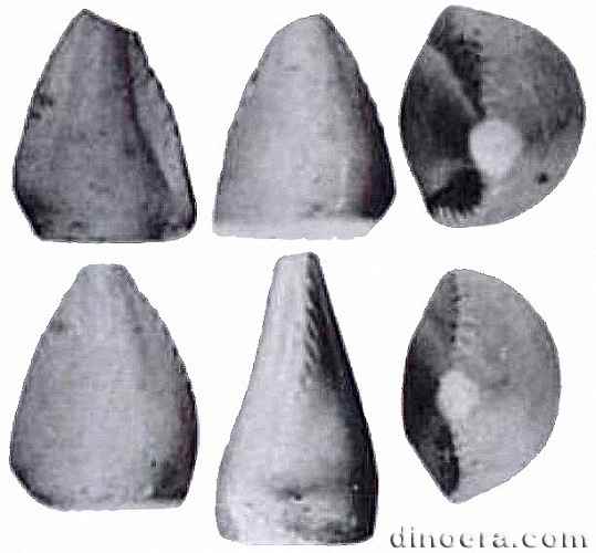 Galtonia gibbidens 02 cc