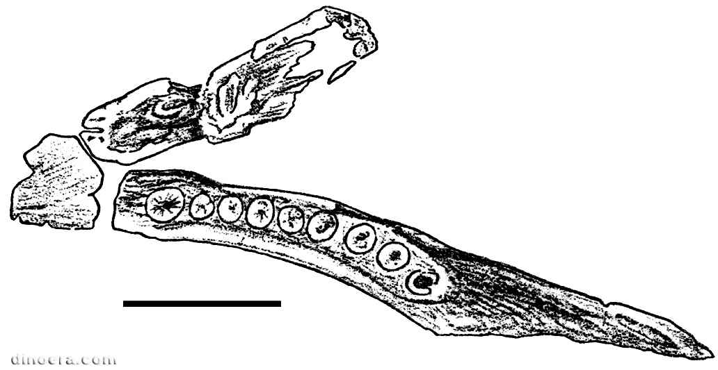 Geranosaurus atavus 10 cc