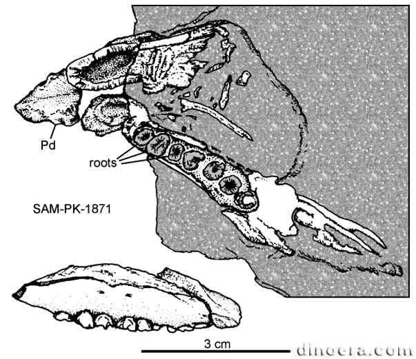 Geranosaurus atavus 11 cc