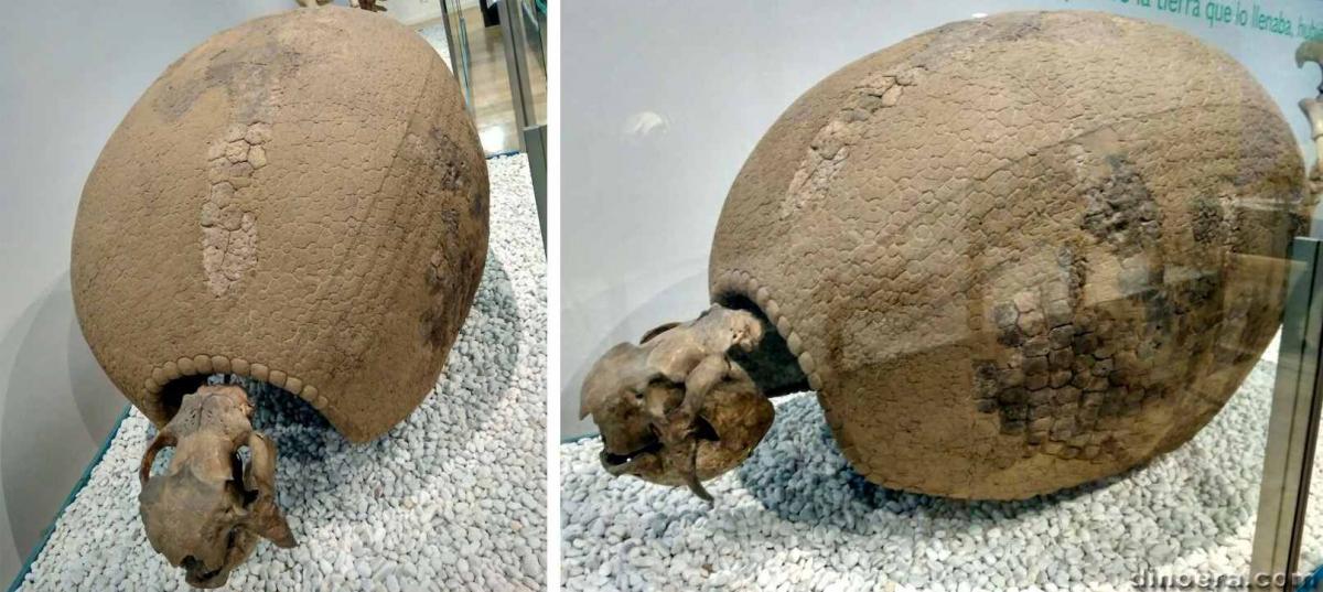 Glyptodon munyizii 