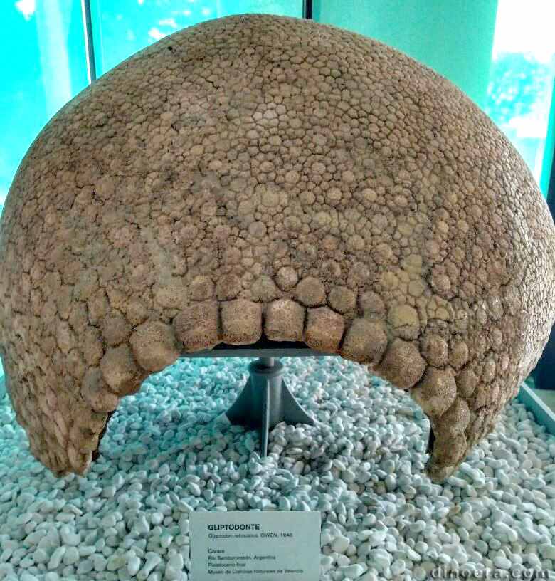Glyptodon reticulatus